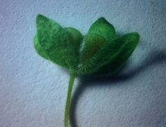 Veronica peduncularis