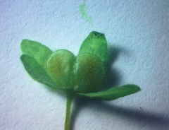 Veronica peduncularis
