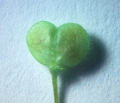 Veronica peduncularis