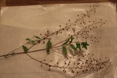 Veronica peduncularis