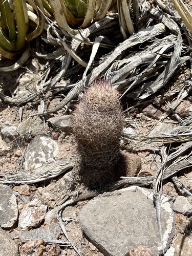 Sclerocactus intertextus