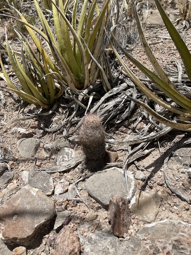 Sclerocactus intertextus