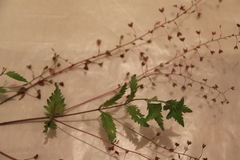 Veronica peduncularis