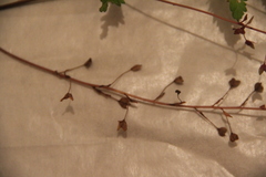 Veronica peduncularis