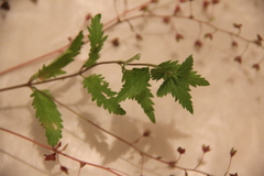 Veronica peduncularis