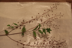 Veronica peduncularis