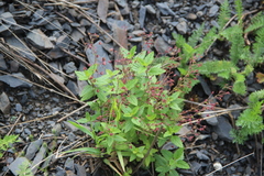 Veronica peduncularis