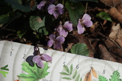 Viola macroceras