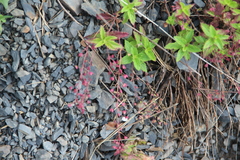 Veronica peduncularis