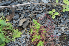 Veronica peduncularis