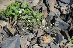 Veronica peduncularis