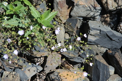 Veronica peduncularis