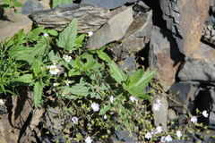 Veronica peduncularis