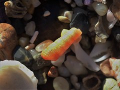 Seila crocea