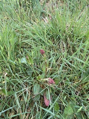 Rumex acetosa