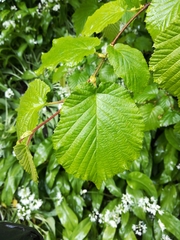 Corylus avellana