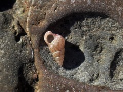 Leiopyrga lineolaris