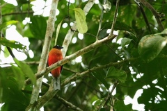 Harpactes duvaucelii