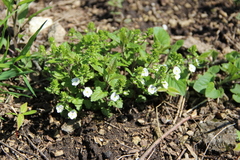 Veronica peduncularis
