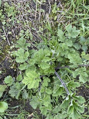 Heracleum sphondylium