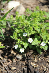 Veronica peduncularis