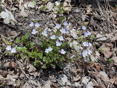 Veronica peduncularis