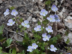 Veronica peduncularis