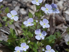 Veronica peduncularis