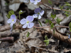 Veronica peduncularis