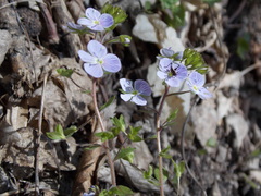 Veronica peduncularis