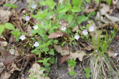 Veronica peduncularis