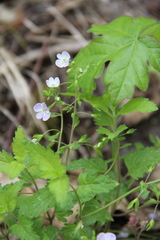 Veronica peduncularis