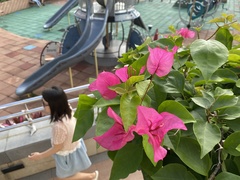 Bougainvillea spectabilis