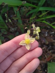 Epimedium × versicolor