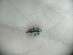 Prasocuris phellandrii