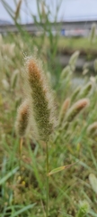 Poaceae