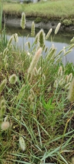 Poaceae