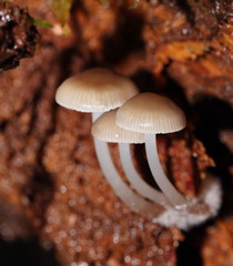 Mycena tuvara