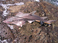 Rhynchobatus australiae