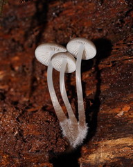 Mycena tuvara