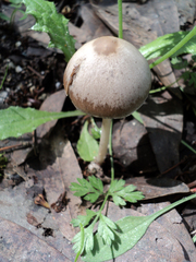 Psathyrella longipes image