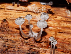 Mycena tuvara