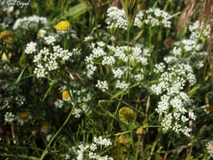 Bunium paucifolium
