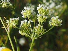 Bunium paucifolium
