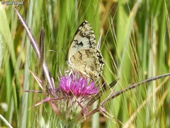 Melanargia titea