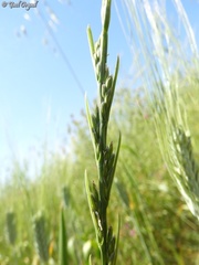 Lolium temulentum