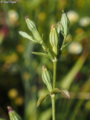Silene crassipes