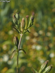 Silene crassipes