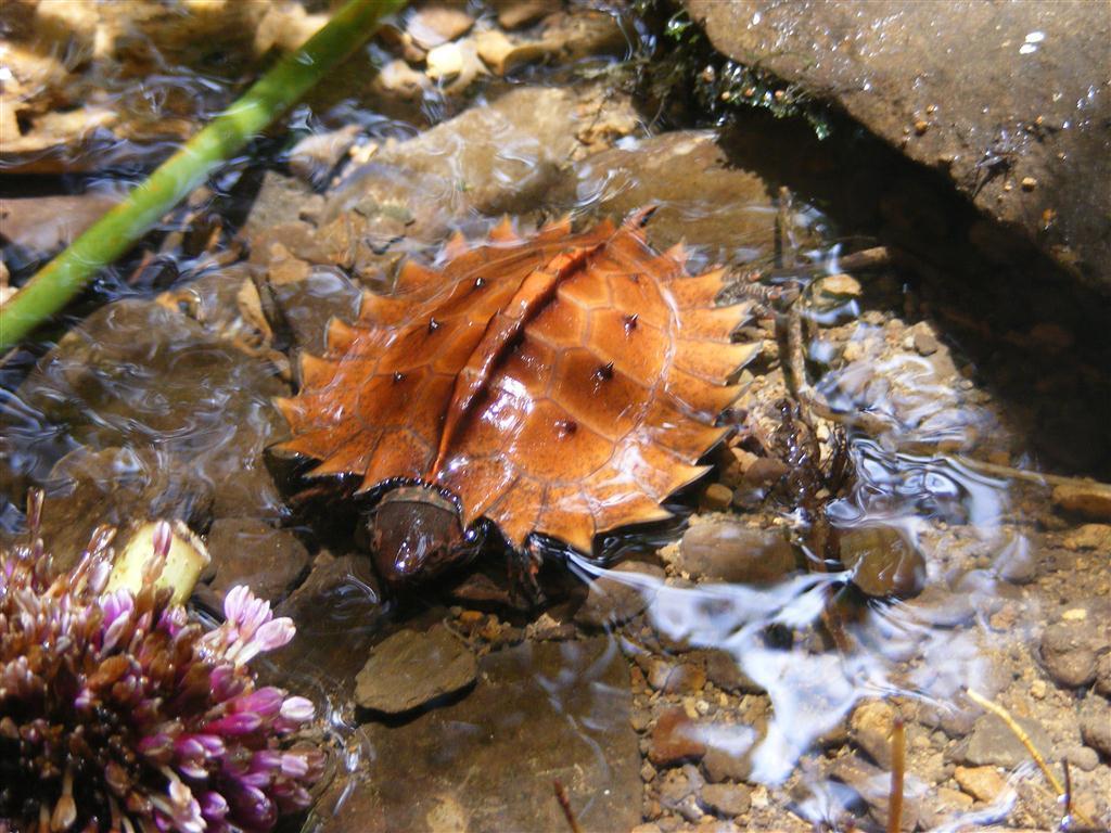 Spiny Turtle