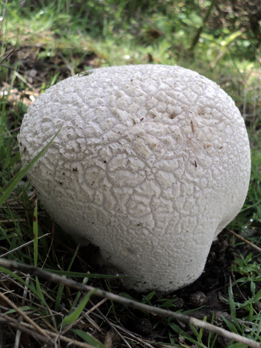 Mosaic puffball